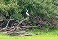 Great egret also known as the common egret, large egret, great white egret or great white heron standing in a tree Royalty Free Stock Photo