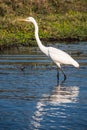 Great Egret also known as Common or Large Egret, or Great White Heron Wading in Chobe River, Botswana Royalty Free Stock Photo
