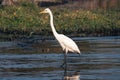 Great Egret also known as Common or Large Egret, or Great White Heron Wading in Chobe River, Botswana Royalty Free Stock Photo