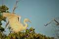 Great egret in Goodland Florida on Marco Island