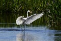 Great Egret landing on a lake. Royalty Free Stock Photo