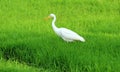 Great egret