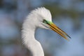 Great Egret (Ardea alba) Royalty Free Stock Photo