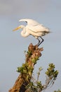 Great Egret (Ardea alba) Royalty Free Stock Photo