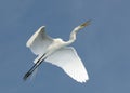 Great Egret, Ardea alba Royalty Free Stock Photo