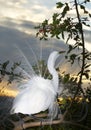 Great Egret, Ardea alba Royalty Free Stock Photo