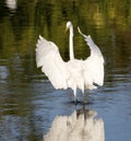 Great Egret, Ardea alba Royalty Free Stock Photo