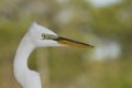 Great Egret, Ardea alba Royalty Free Stock Photo