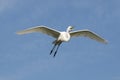 Great Egret, Ardea alba Royalty Free Stock Photo