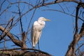 Great Egret (Ardea alba) Royalty Free Stock Photo