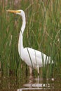 Great Egret (Ardea Alba)