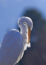 Backlit Great Egret (Ardea alba) showing grooming Royalty Free Stock Photo