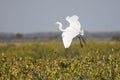 Great Egret (Ardea alba) Royalty Free Stock Photo