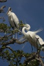 Great egret performing mating ritual near a wood stork Royalty Free Stock Photo