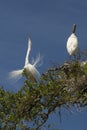 Great egret performing mating ritual near a wood stork Royalty Free Stock Photo