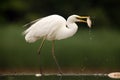 The great egret (Ardea alba)  also known as the common egret with caught fish. Royalty Free Stock Photo