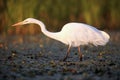 The great egret Ardea alba, also known as the common egret  or great white heron fishing in the blooming lagoon.Great White Royalty Free Stock Photo