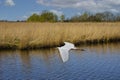 The great egret Ardea alba, also known as the common egret, large egret, or great white egret. Dutch landscape Royalty Free Stock Photo