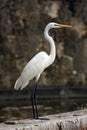 The great egret Ardea alba, also known as the common egret, large egret standing on the edge of a fountain in the city center