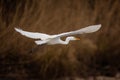 The great egret Royalty Free Stock Photo