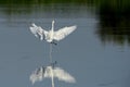 The great egret Ardea alba. Image of the bird shitting.