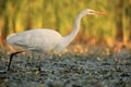 The great egret Ardea alba, also known as the common egret, large egret standing in a shallow lagoon full of yellow flowers. Royalty Free Stock Photo