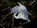 The great egret Ardea alba, also known as the common egret, large egret, great white egret or great white heron.CR3 Royalty Free Stock Photo