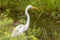 The great egret Ardea alba, also known as the common egret, large egret or great white heron standing on fallen trees in the Royalty Free Stock Photo
