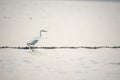 The Great Egret (Ardea alba), also known as common egret Royalty Free Stock Photo