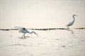 The Great Egret (Ardea alba), also known as common egret