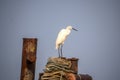 The Great Egret (Ardea alba), also known as common egret Royalty Free Stock Photo