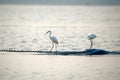 The Great Egret (Ardea alba), also known as common egret Royalty Free Stock Photo