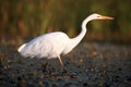 The great egret Ardea alba, also known as the common egret  or great white heron fishing in the blooming lagoon Royalty Free Stock Photo