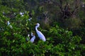 Great Egret (Ardea alba) with Babies in Nest. Royalty Free Stock Photo
