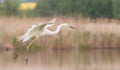 Great egret, Ardea alba. A bird in flight, landing on the river bank Royalty Free Stock Photo