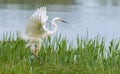 Great egret, Ardea alba. A bird in flight, landing on the river bank, overgrown with tall grass Royalty Free Stock Photo