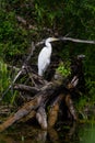 The great egret, Ardea alba bird. Royalty Free Stock Photo