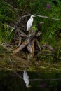 The great egret, Ardea alba bird. Royalty Free Stock Photo