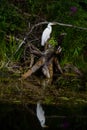 The great egret, Ardea alba bird. Royalty Free Stock Photo