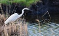 Great egret, Ardea alba. A bird stands on the bank of a river in a thicket of reeds and hunts small fish