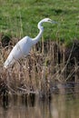 Great egret, Ardea alba. A bird stands on the bank of a river in a thicket of reeds and hunts small fish Royalty Free Stock Photo