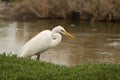 Great egret / Ardea alba. Birds wintering in the Middle East Royalty Free Stock Photo