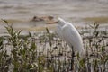 Great egret / Ardea alba. Birds wintering in the Middle East Royalty Free Stock Photo