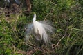 Great Egret - Ardea alba- in breeding plumage in St Augustine, Florida. Royalty Free Stock Photo