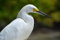 Great Egret (Ardea alba)