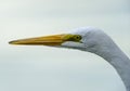 Great Egret Ardea alba close up of head Royalty Free Stock Photo