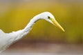 Great egret (Ardea alba) closeup looking for food in the wetlands Royalty Free Stock Photo