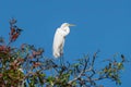 A great Egret, Ardea alba, on the colourful tree under colourful summer fresh blue sky, Thale Noi Lake, Phatthalung, Thailand