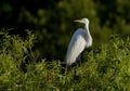 Great egret (Ardea alba) or common egret, large egret, great white egret, sits on top of bushes in Venice