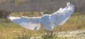 Great egret Ardea alba in Donana Spain with wings opened during flight. Flying and landing in beautiful nature surrounding.. Royalty Free Stock Photo